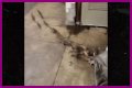 Rats Run Out From Under Homeless Person's Blanket on NYC Subway Platform