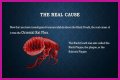 What Really Caused the Black Death: Anthrax or Celestial Bodies?